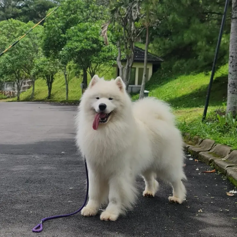 Samoyed