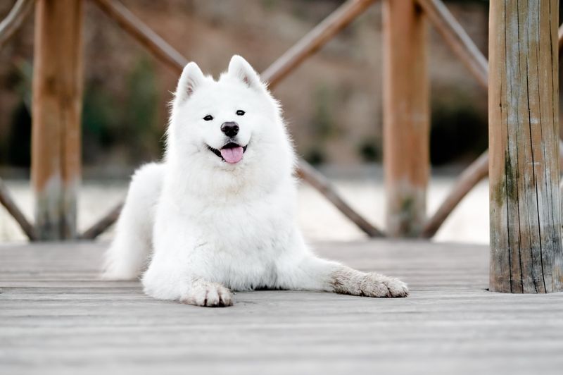 Samoyed