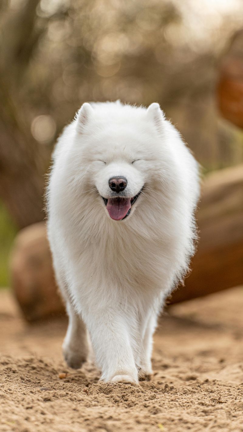 Samoyed