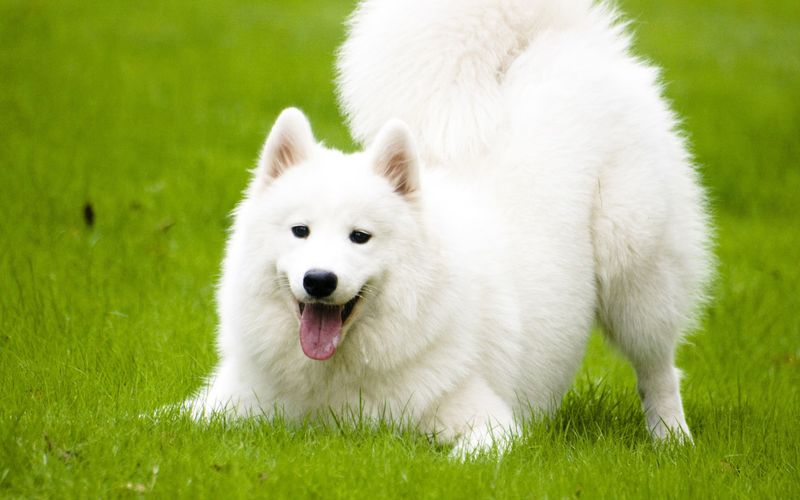 Samoyed