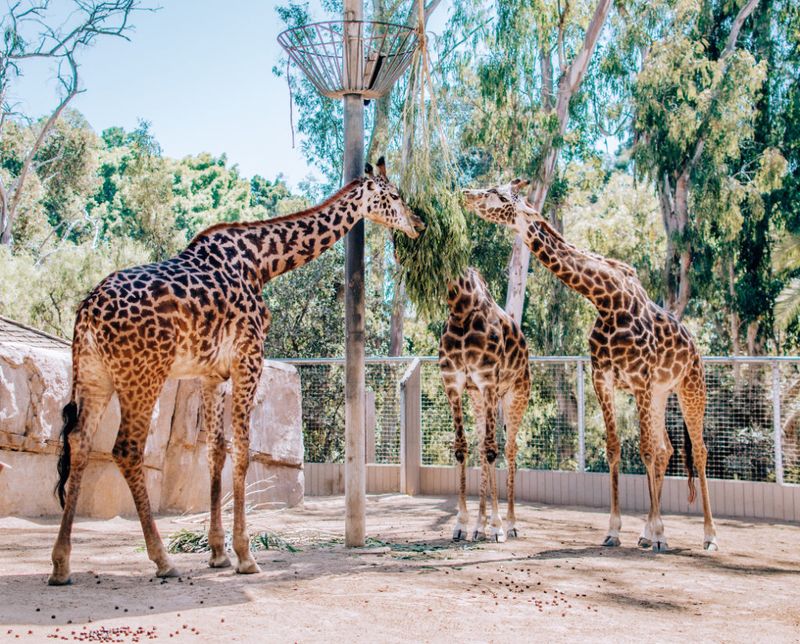 San Diego Zoo