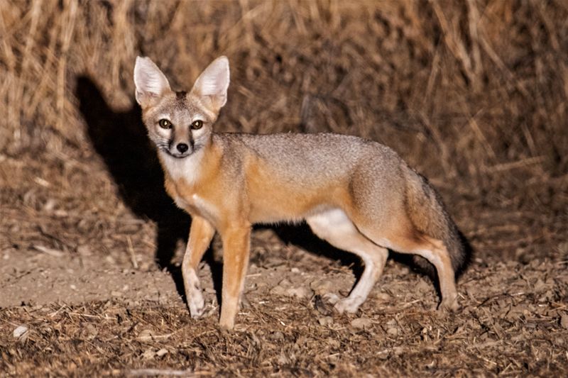 San Joaquin Kit Fox