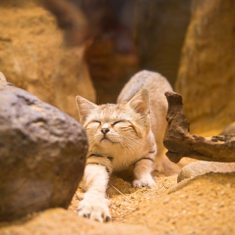 Sand Cat