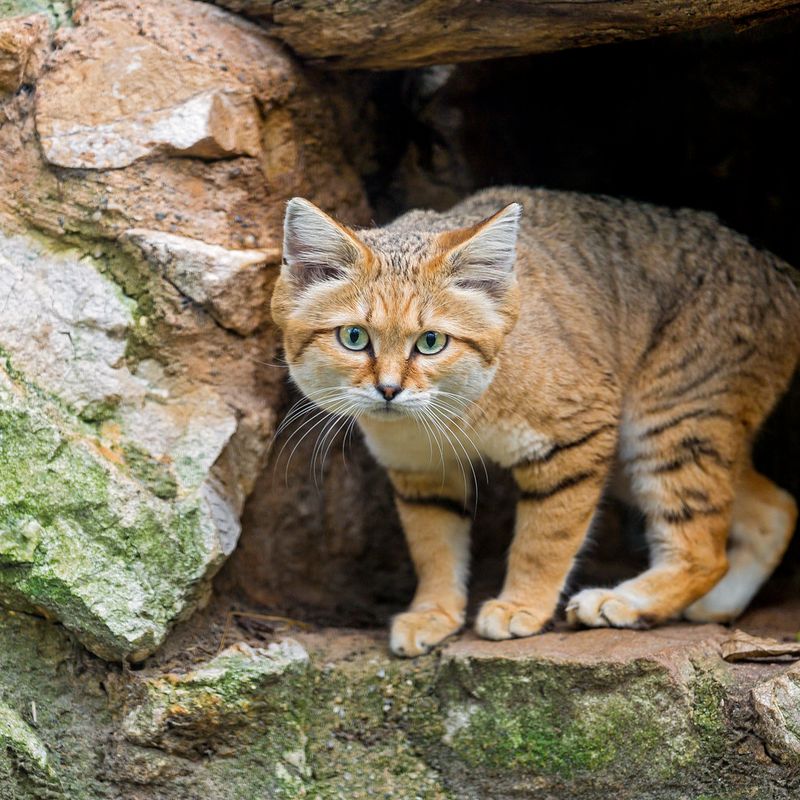 Sand Cat