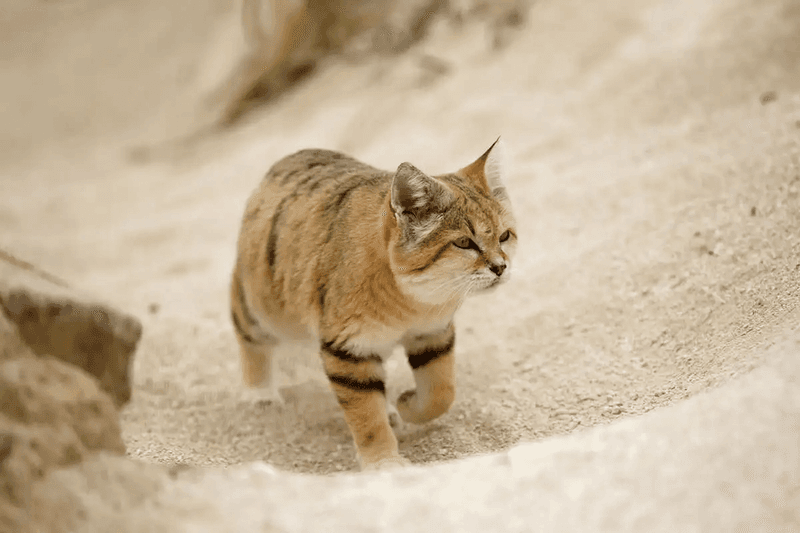 Sand Cat