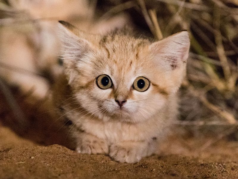 Sand Cat's Solitude