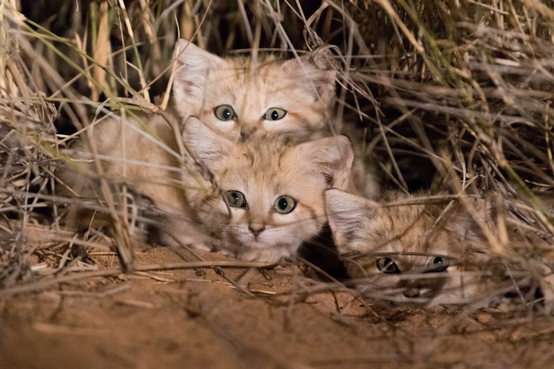 Sand Cat