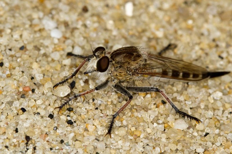 Sand Fly