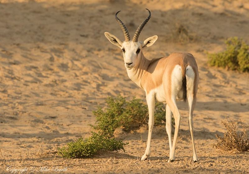 Sand Gazelle's Water Regulation