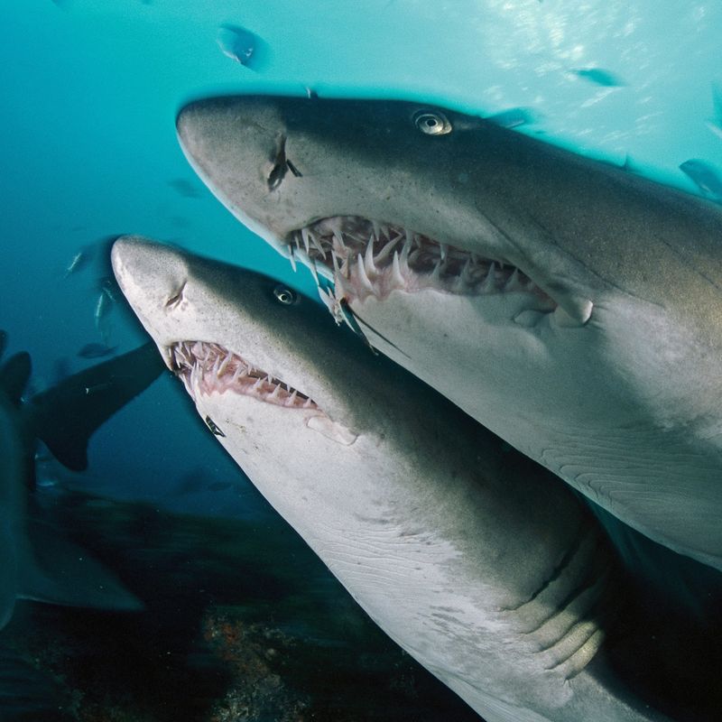 Sand Tiger Shark