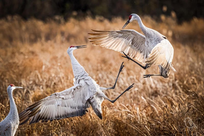 Sandhill Crane