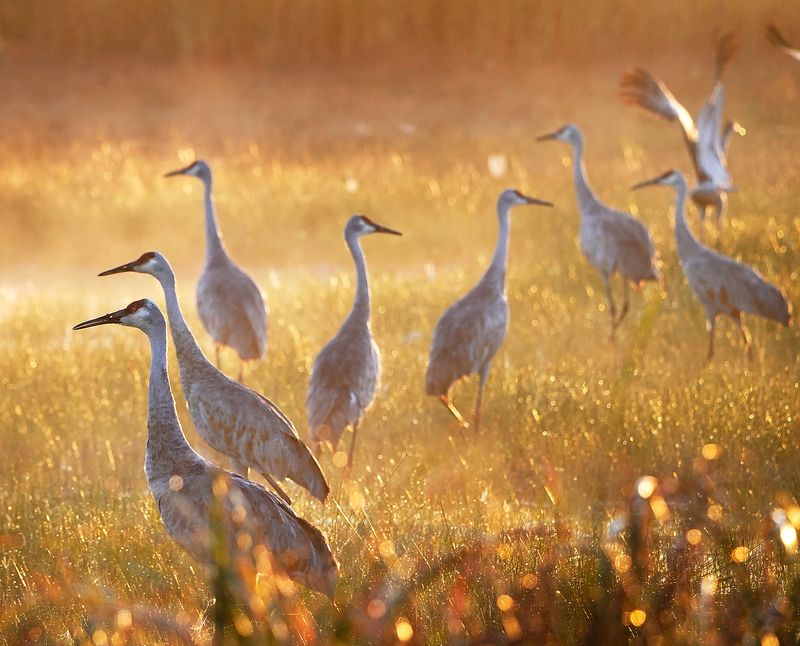 Sandhill Crane