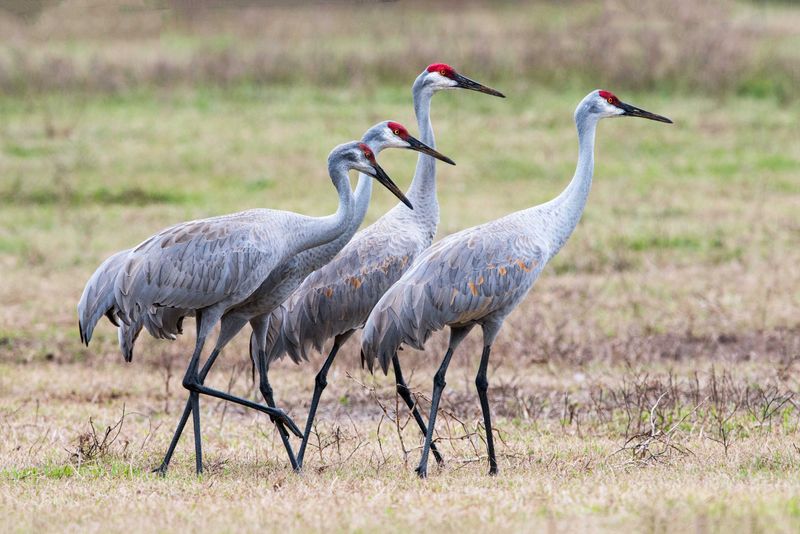 Sandhill Crane