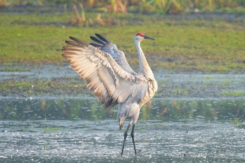 Sandhill Crane