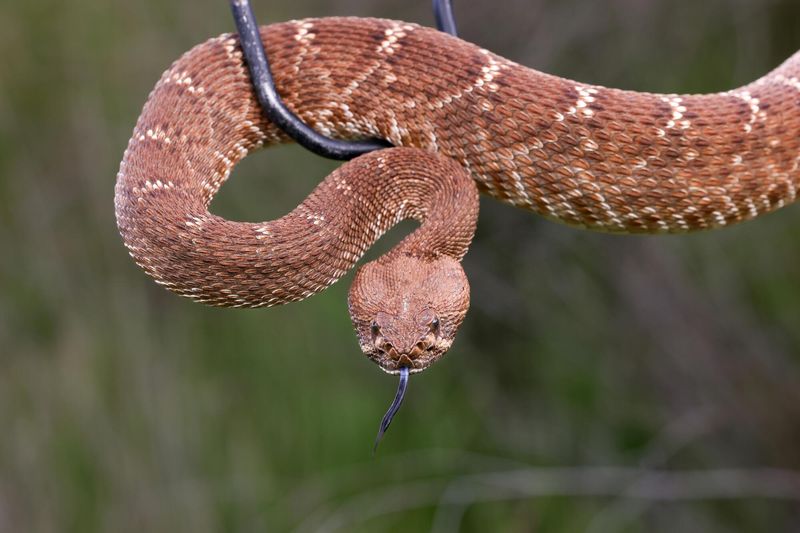 Santa Catalina Island Rattlesnake