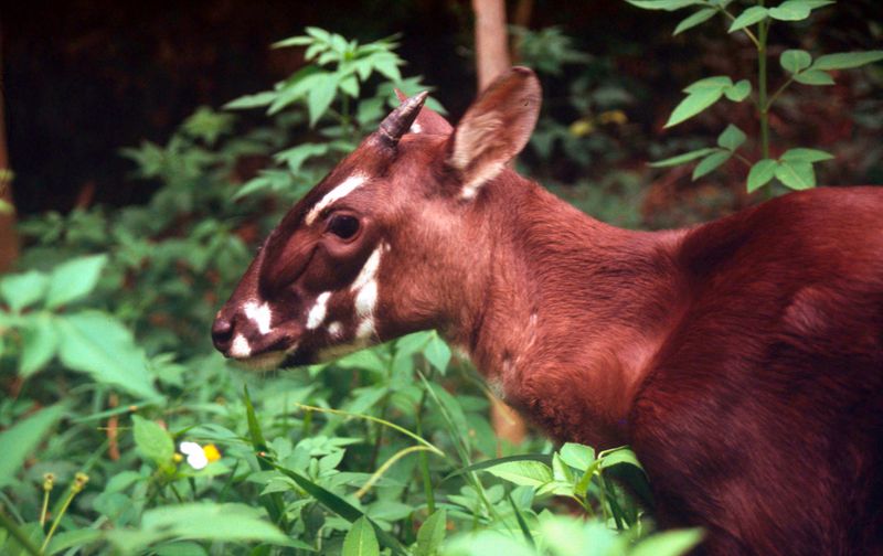 Saola