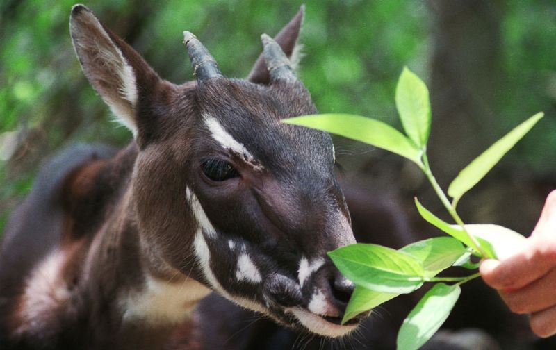 Saola