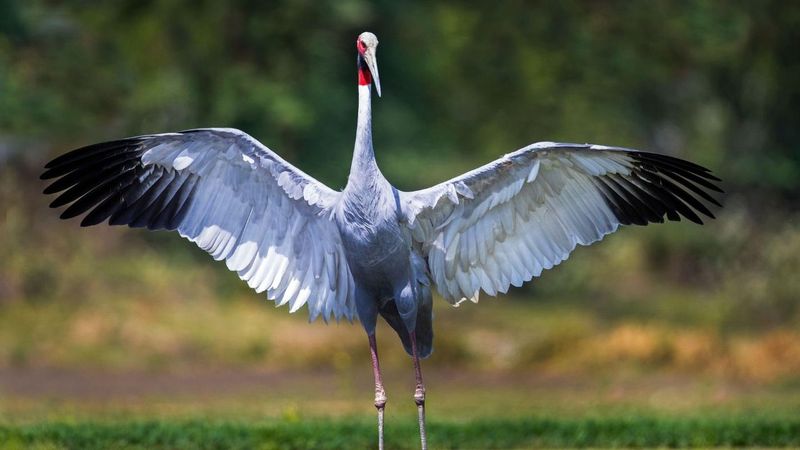 Sarus Crane