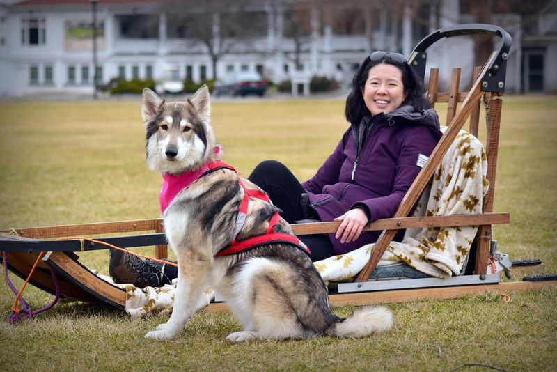 Sasha the Arctic Sled Dog