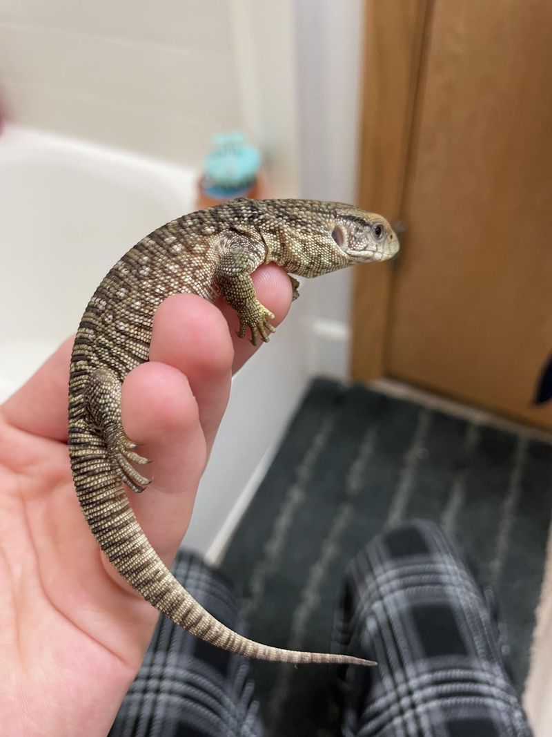 Savannah Monitor