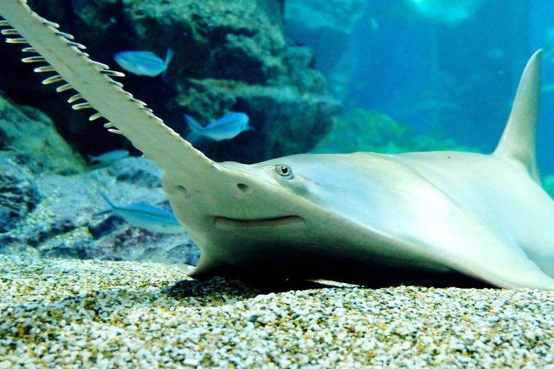 Sawshark