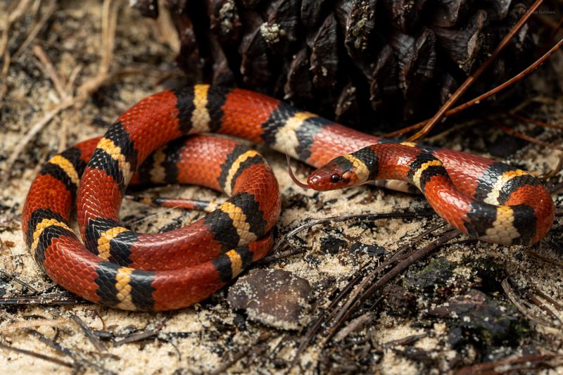 Scarlet Kingsnake