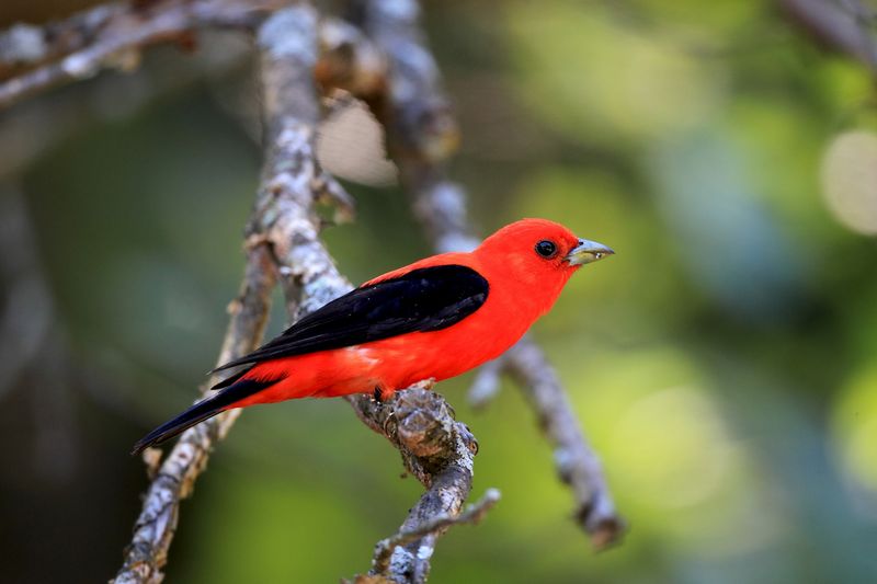 Scarlet Tanager