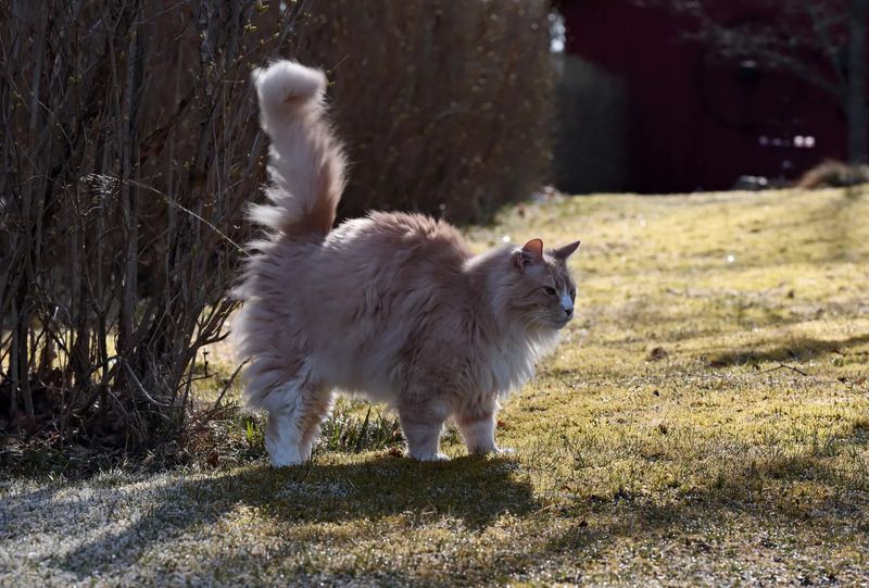 Scent Marking for Communication