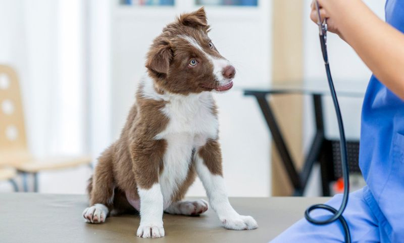 Schedule Regular Vet Visits