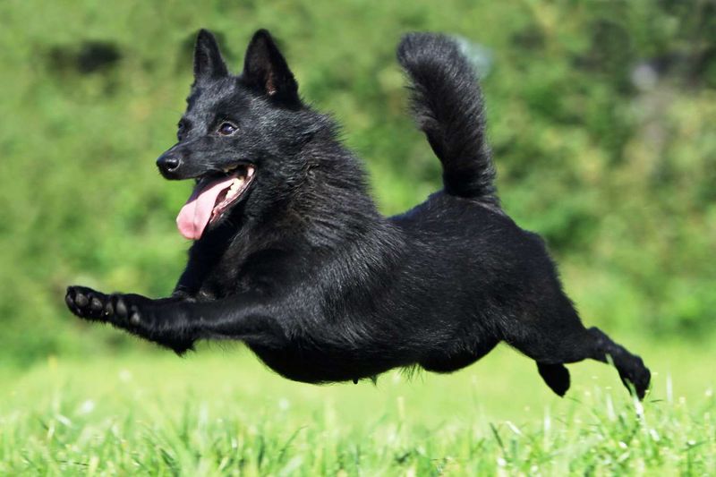 Schipperke