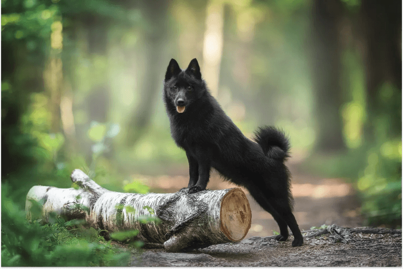 Schipperke