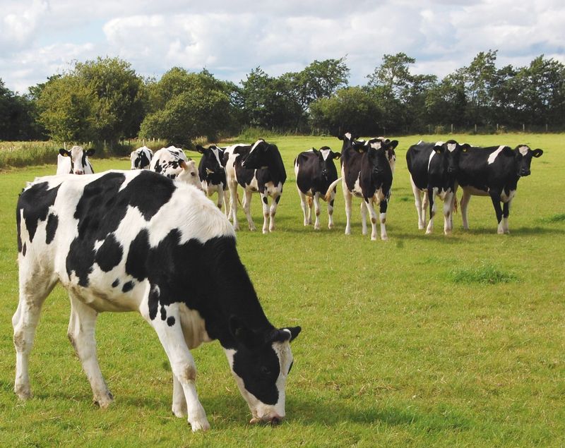 Schmallenberg Virus-Resistant Cattle