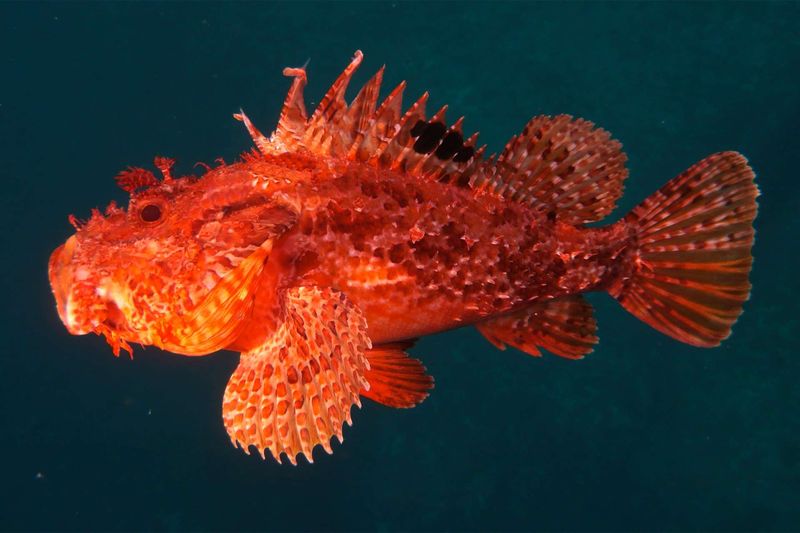 Scorpionfish