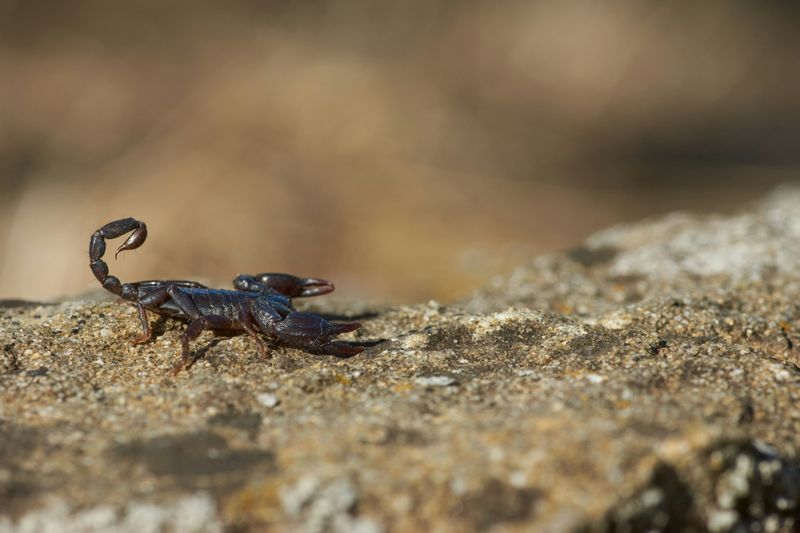 Scorpions