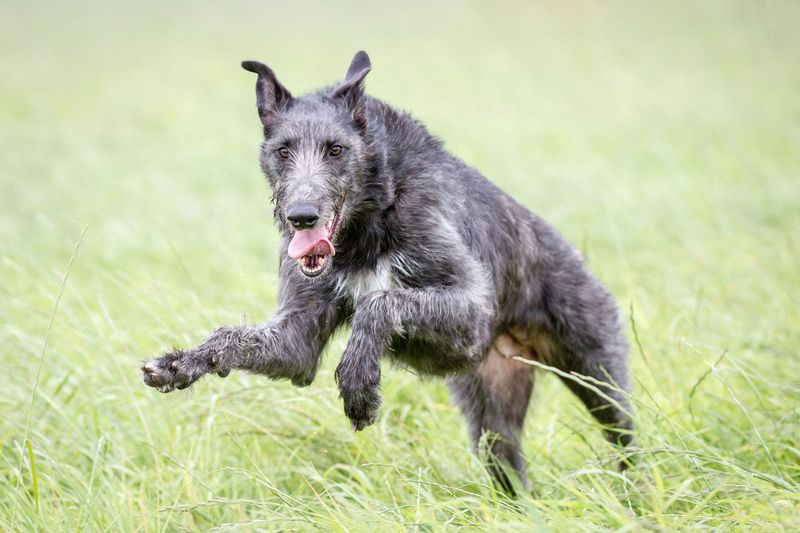 Scottish Deerhound