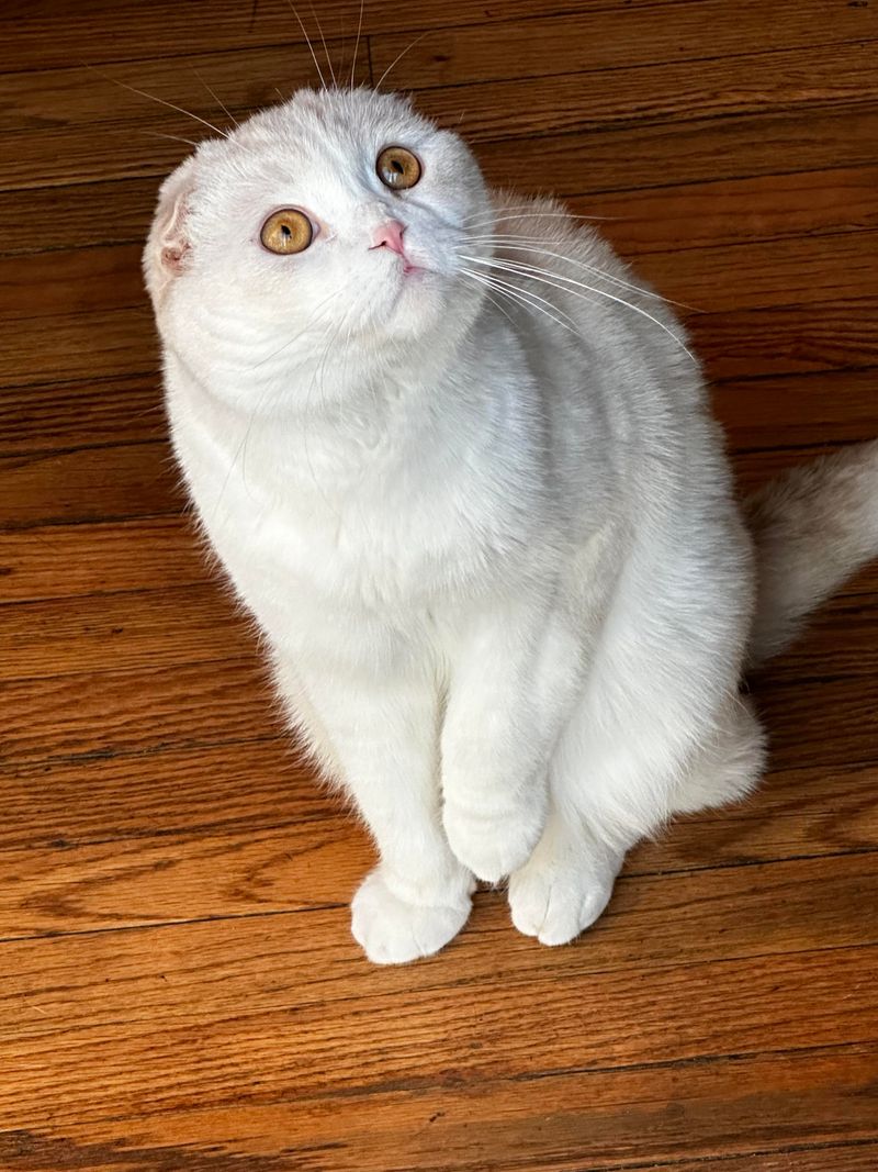 Scottish Fold