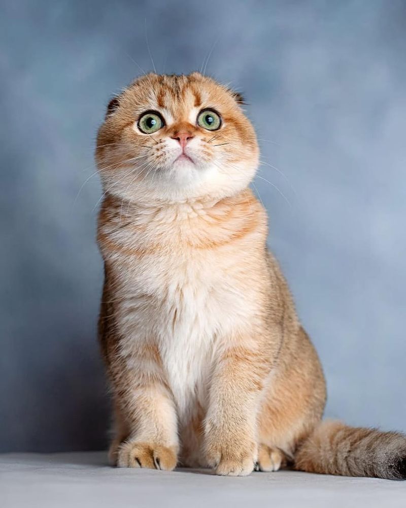 Scottish Fold