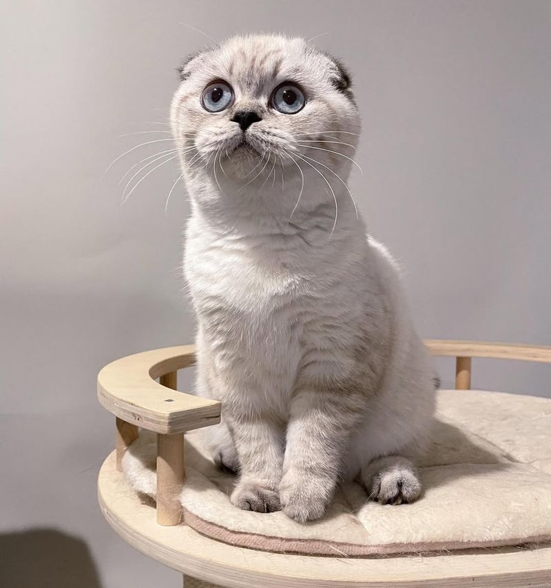 Scottish Fold