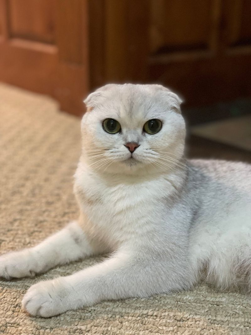 Scottish Fold