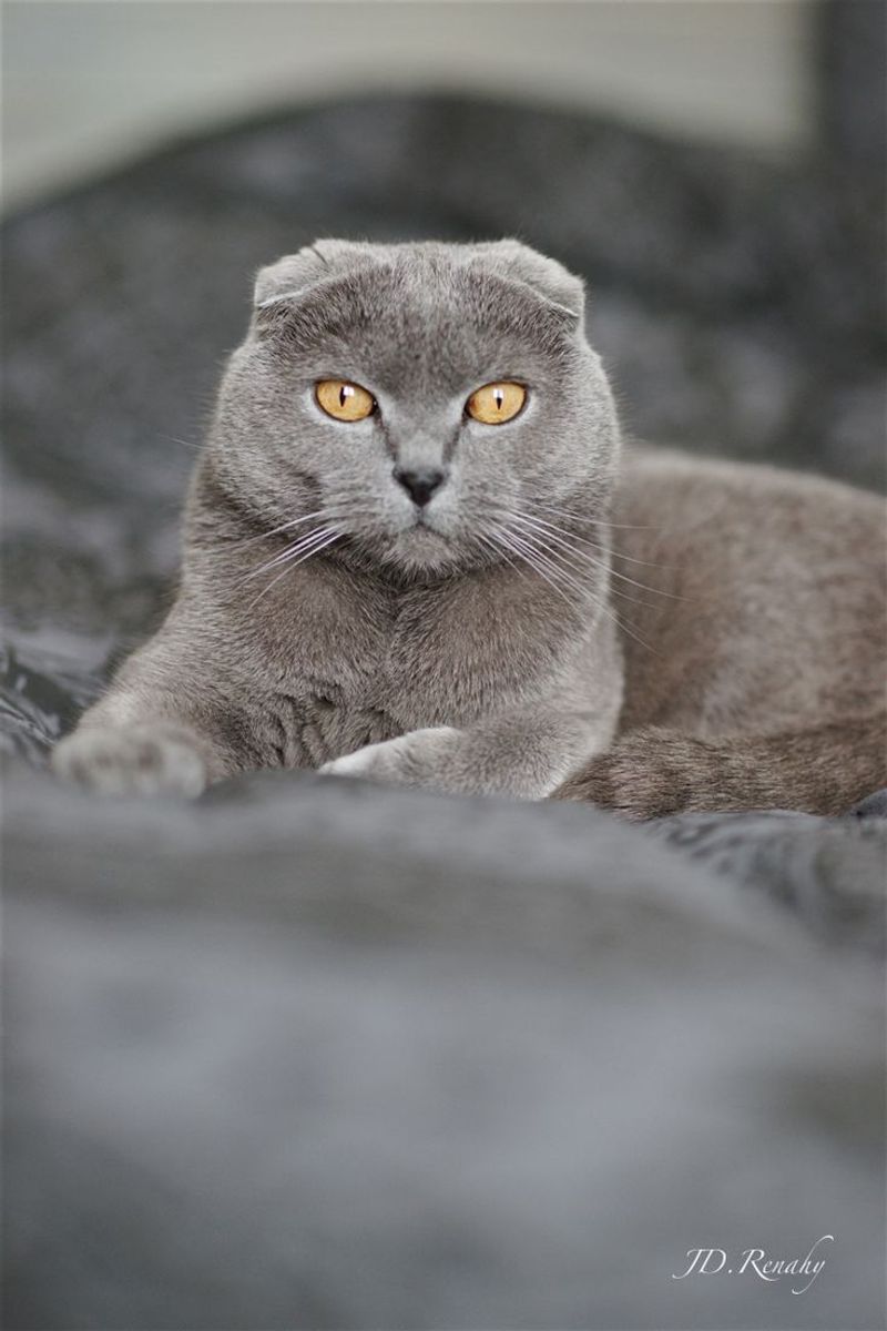 Scottish Fold