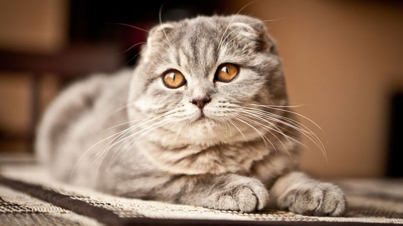 Scottish Fold