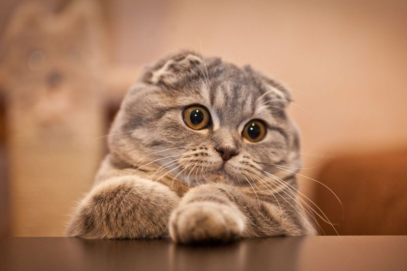 Scottish Fold Cat