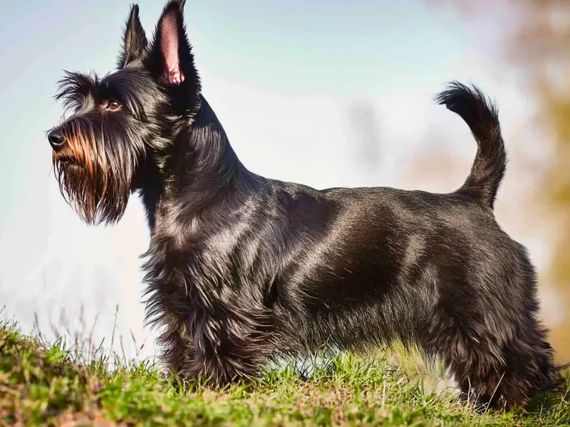 Scottish Terrier