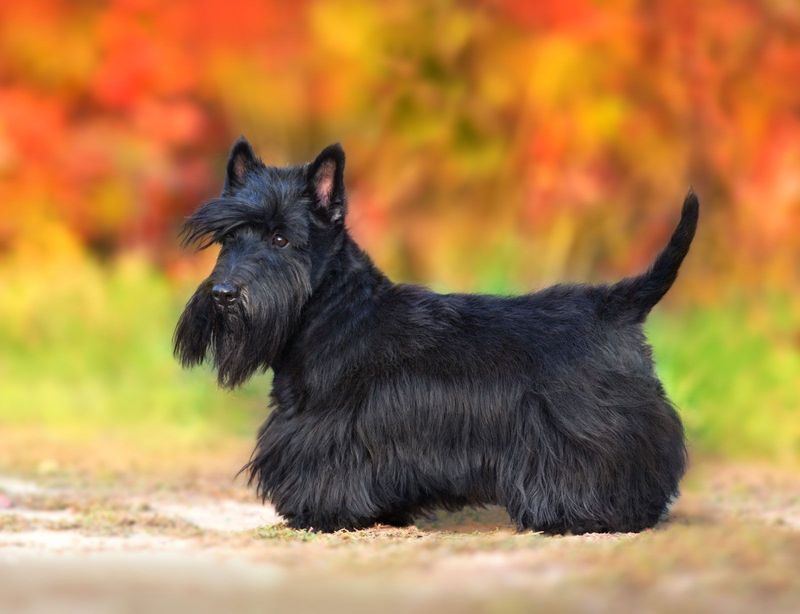 Scottish Terrier