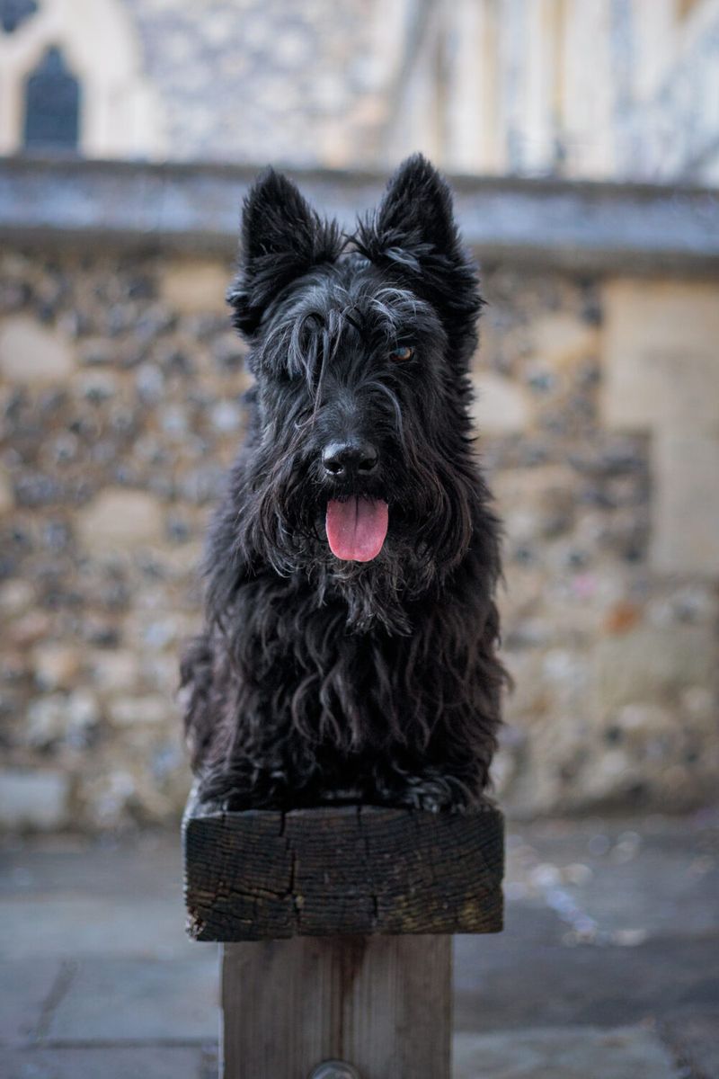 Scottish Terrier