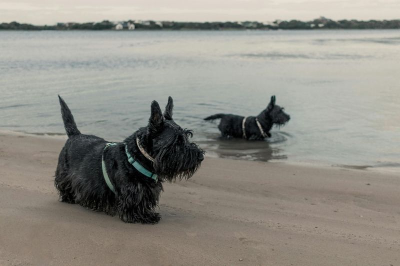 Scottish Terrier