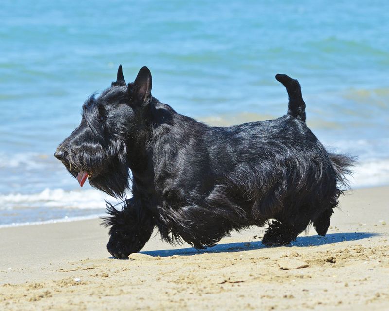 Scottish Terrier