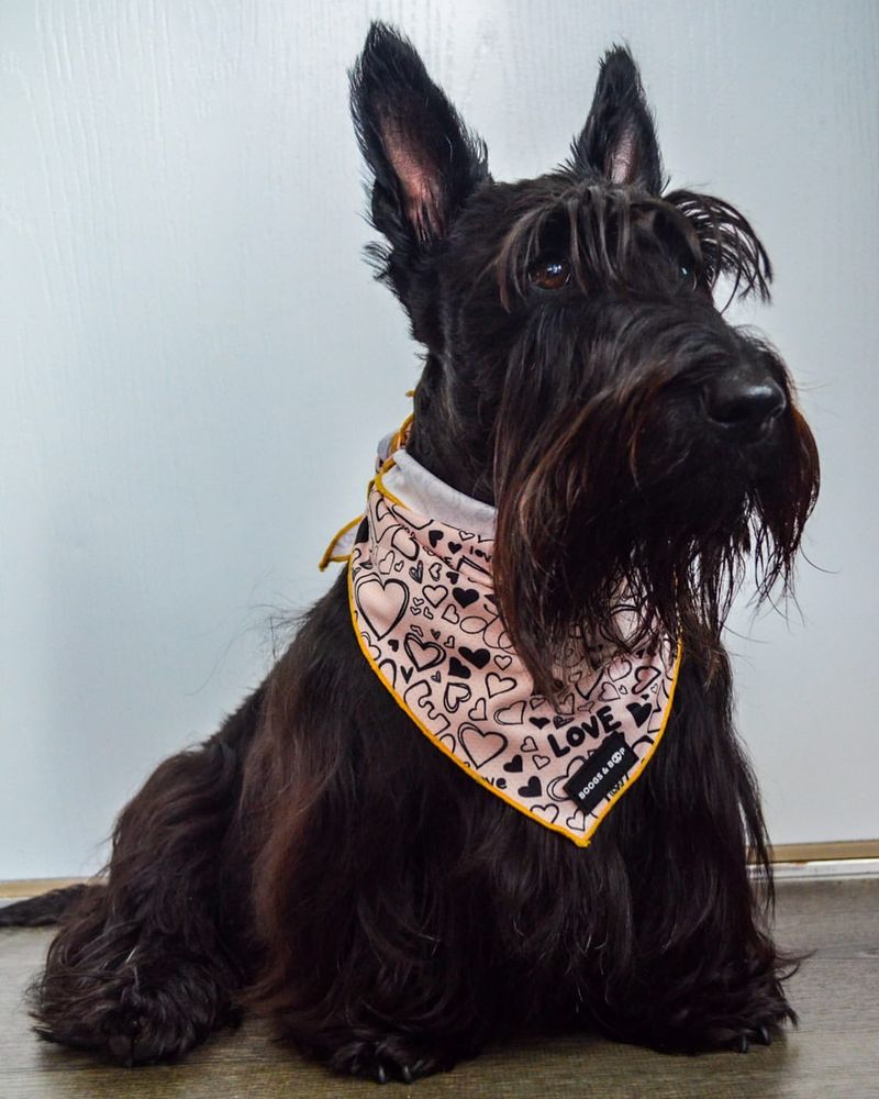 Scottish Terrier