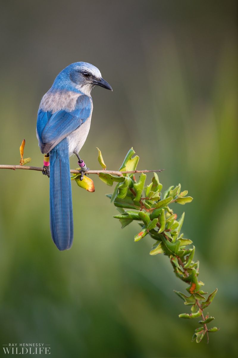 Scrub Jay