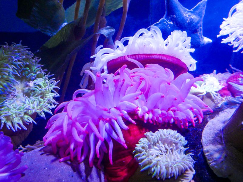 Sea Anemone